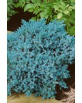 Ялівець лускатий Блю Стар | Можжевельник чешуйчатый Блю Стар | Juniperus squamata Blue Star